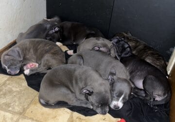 American Bully mastiff puppies for sale