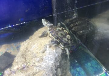 2 turtles needing new homes