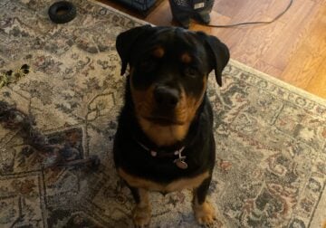 9 month old Rott