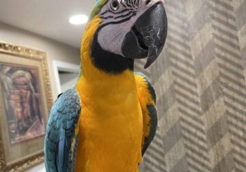 Lovely young blue and golden macaw