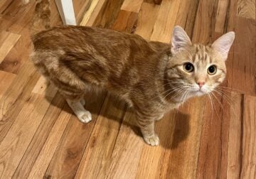 Male Orange Tabby Cat
