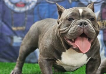 American Bully Male Exotic