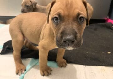 Pitbull/Chocolate Lab Puppies