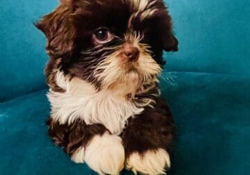 Shih tzu puppies for sale!