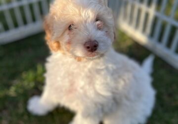 Lola – female mini newfypoo puppy – ready to go!