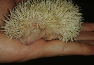 Hedgehog Babies from an Ethical Breeder