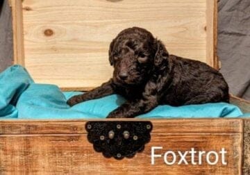 Standard Poodle Named Foxtrot
