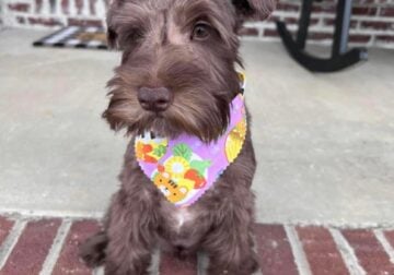 Looking for schnauzer female pup