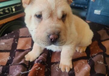 Shar-pei Puppies for sale