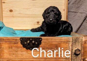 Standard Poodle Named Charlie