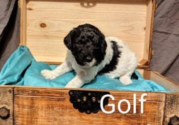 Standard Poodle Named Golf