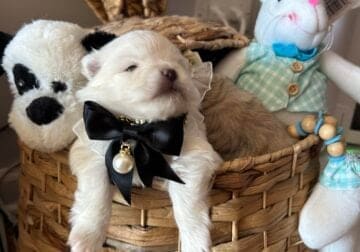 2 pomeranian puppy for sale
