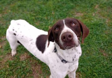 German shorthaired Pointer, male.