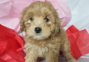 Cavachon Puppy for Sale–Juliet