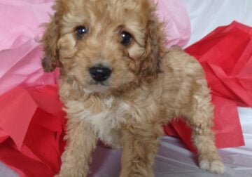 Cavachon Puppy for sale–Romeo