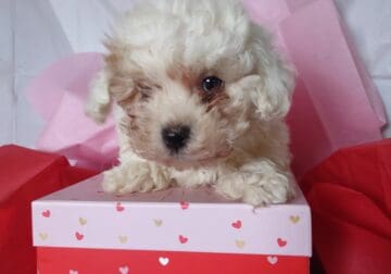 Maltipoo Puppy for Sale–Arrow