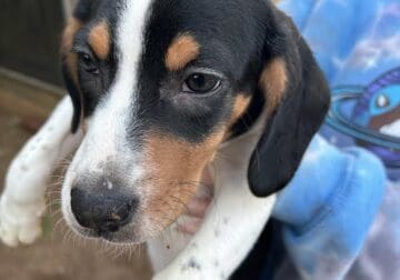 Five (5) Beagle Puppies _ Born November 26, 2023