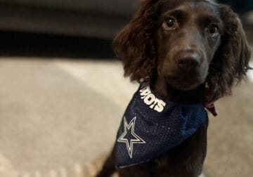 Boykin Spaniel looking for a new home