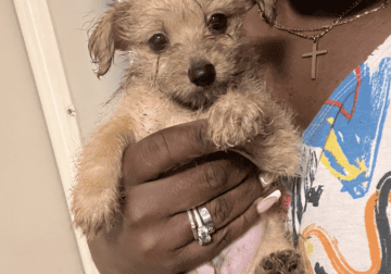 Male yorkie pup for sale
