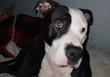 Looking to rehome pitbull dog