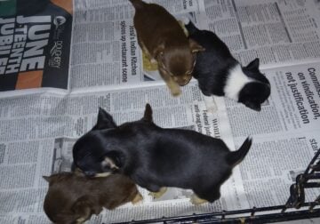 I have (4) 7 week old chihuahua puppies for sale
