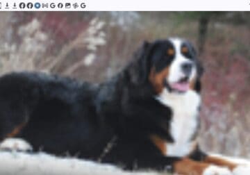 8 month old male Bernese mountain dog