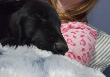 Female Black Labrador looking for a new home