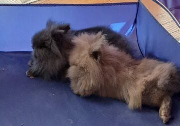 Two male Jersey Wooly rabbits