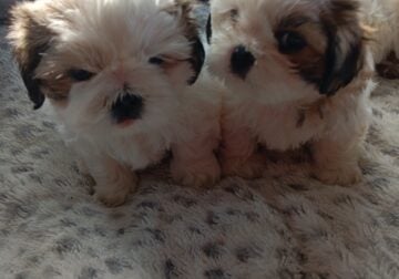 Beautiful shih Tzu puppies 4 sale