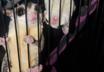 3 Sugar Gliders and Total Set up for rehoming