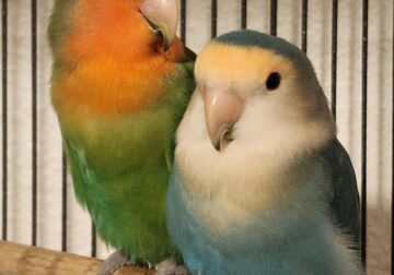 Need to rehome my 2 sweet lovebirds