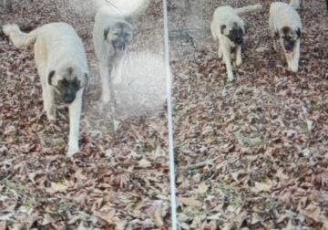 Re-home 14 month old female Anatolian Shepherd