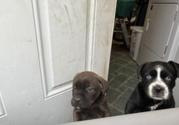 2 male puppies