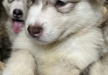 January 1st pure malamute puppies born. 5 f/5 male