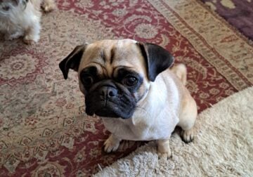 A pug one year old