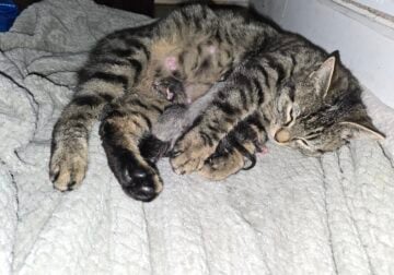 2 newborn kittens for sale
