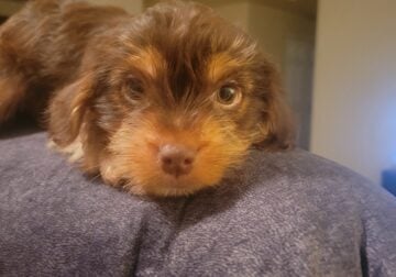 4 yorkie puppies to rehome