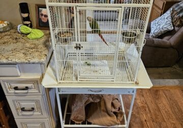 Pineapple conure w/ cage