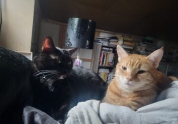 Bonded cats seek new home