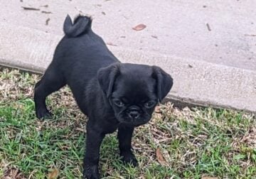 2 month old Black Pug (Dog / Puppy for Sale)