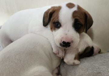 Boxer/lab mastiff puppies 🐶