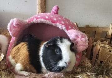 Female Bonded Guinea Pigs. Mother & Daughter