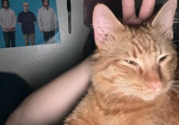Sweet male Orange Tabby cat