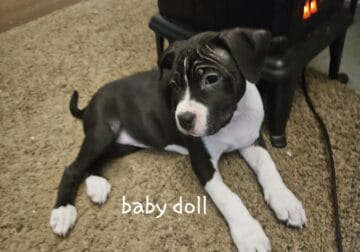 Pitty puppy – Female (black)