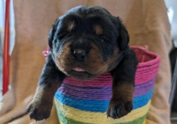 Beautiful Akc Rottweiler males available