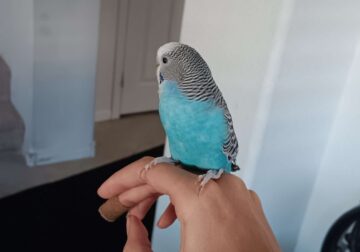 Blue budgie parakeet with cage and all in it