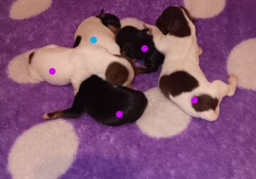 Jack Russell terrier Chihuahua mix puppies