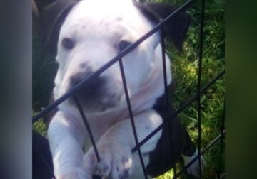 Cane Corso / Blue Nose Pitbull puppy