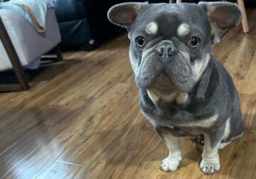 Akc Male frenchy. 1 1/2 years old