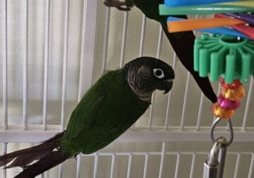 Two Green Cheek Conures for Rehoming
